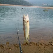 山间水库探钓马口。。。